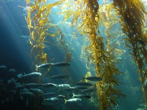seaweed under ocean